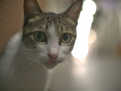 ひるねこ