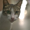 ひるねこ