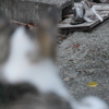 おおねここねこ