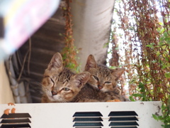 クーラーにはまだ早い