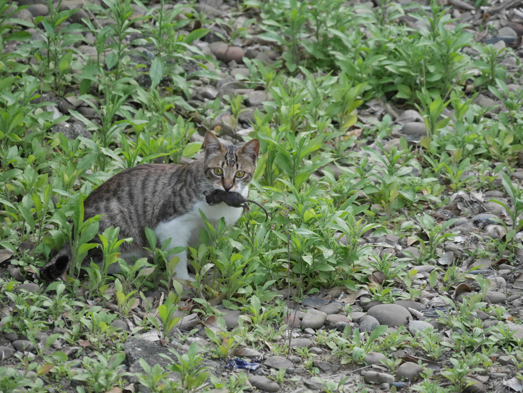 トムとジェリーの現実