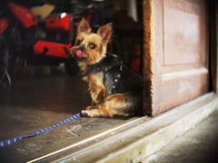 廃業した金魚屋の犬