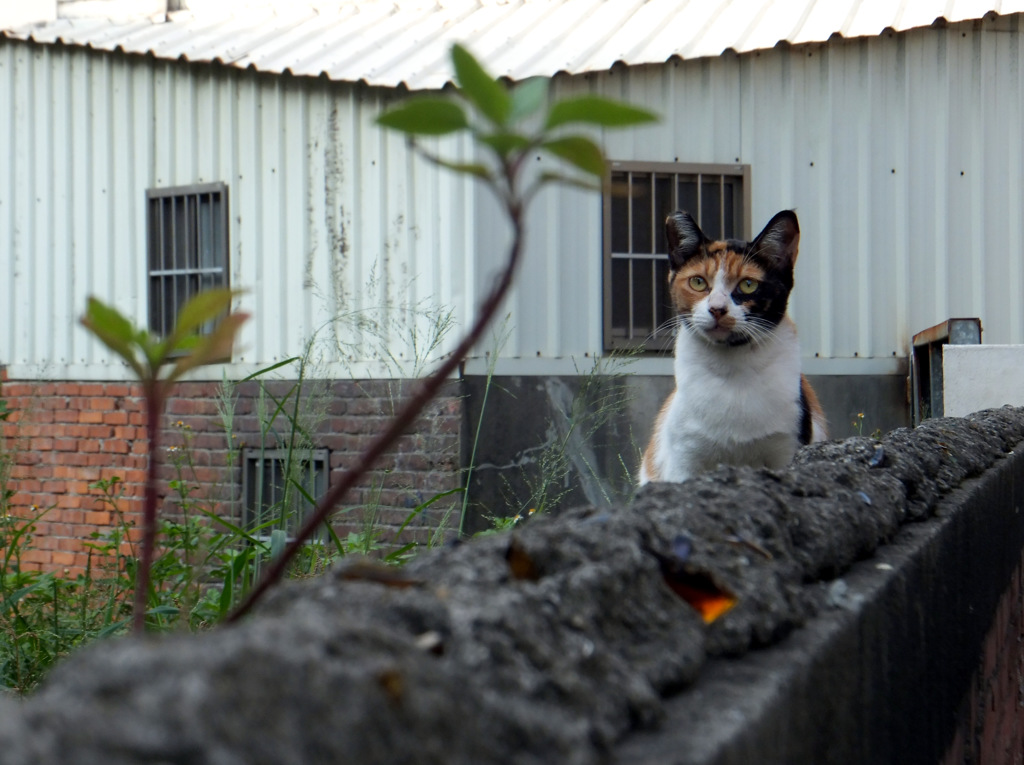 ヘイの上のねこ