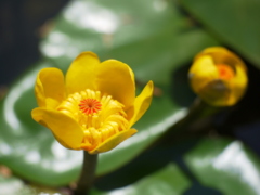 水に咲く花