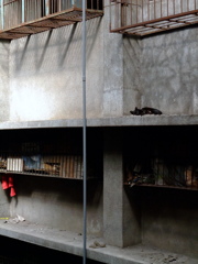 ハリにねこ