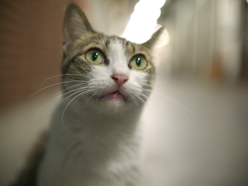 昼ねこ