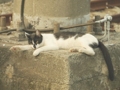 今日ののび猫
