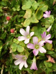 公園に咲く小さな野花