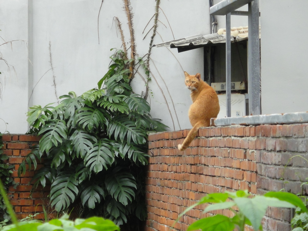 今日の猫