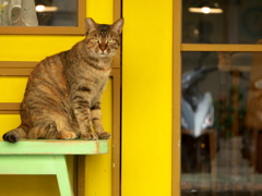 ドア開き待ちの猫