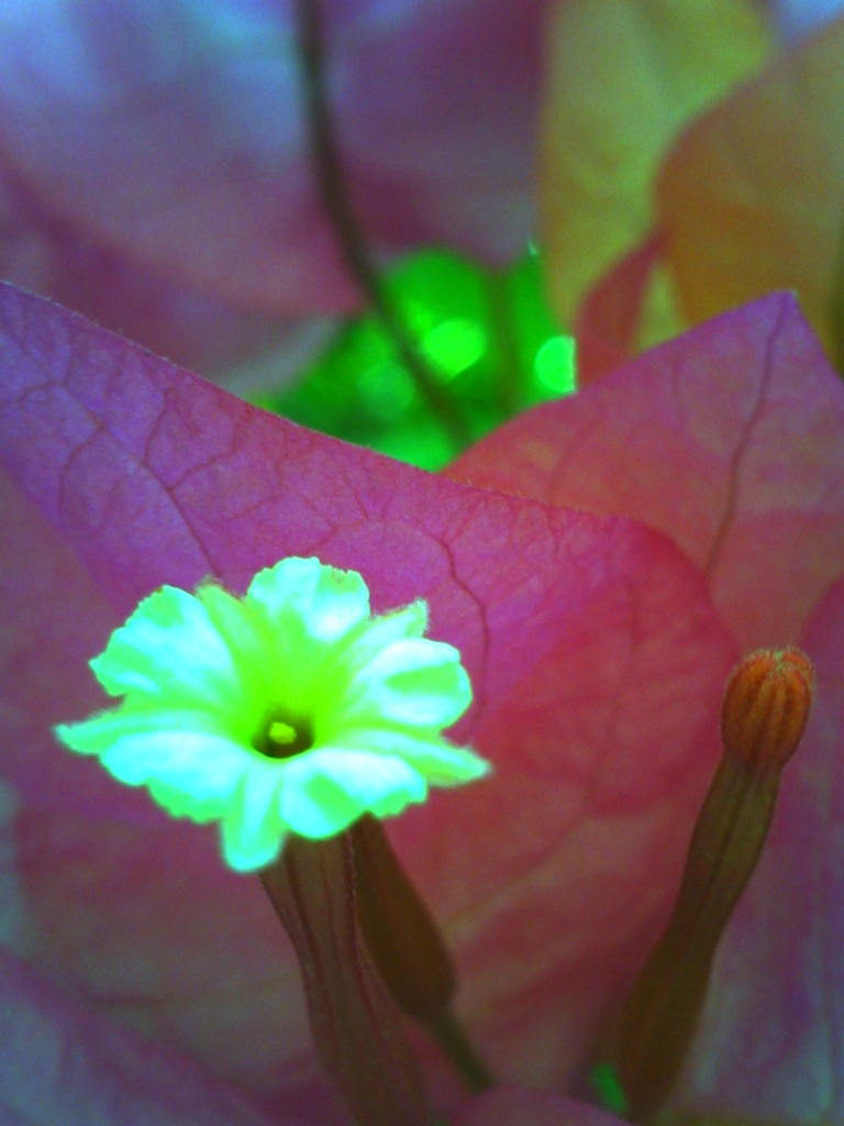 ハリネズミで秋の花