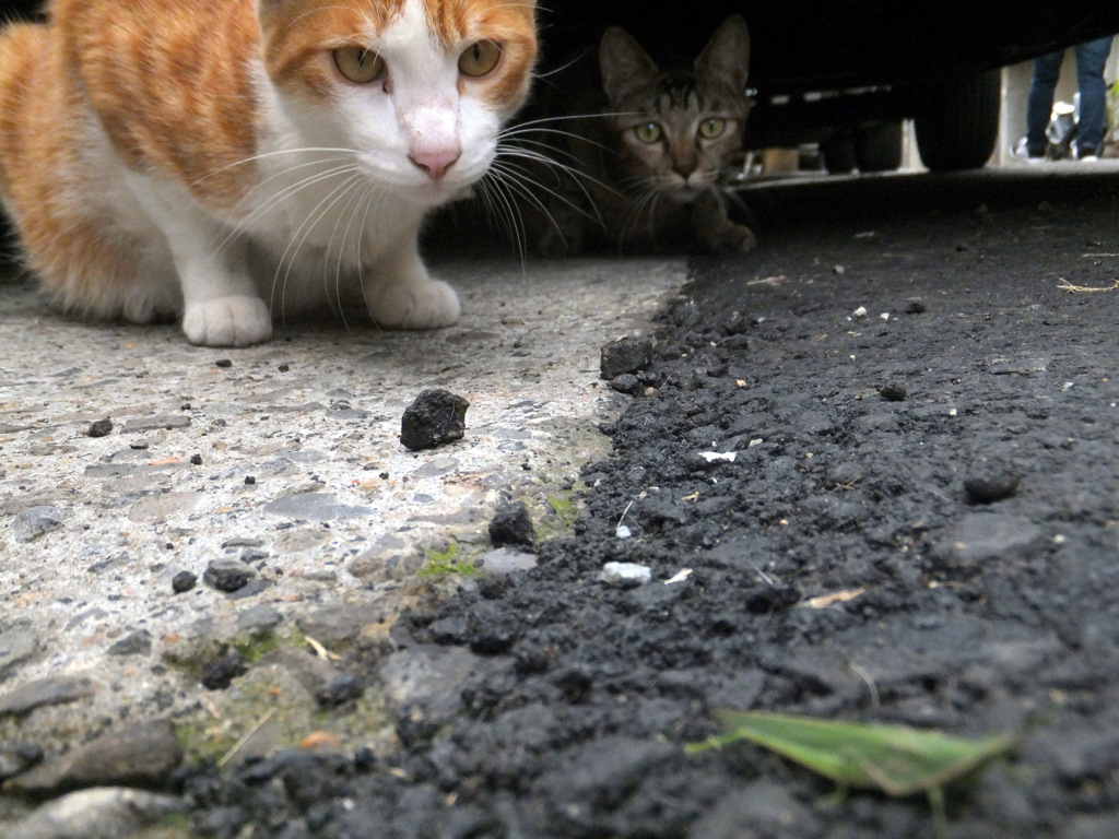 へびににらまれたかえるのキモチ