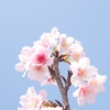 春なんです