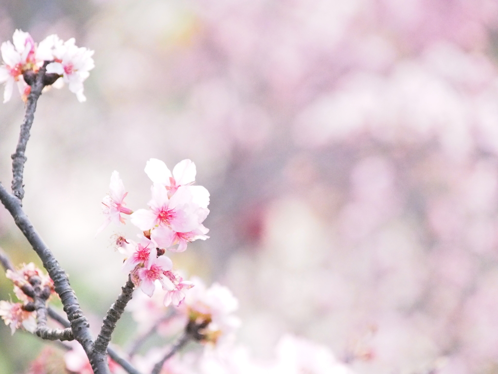 いまさら桜