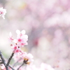 いまさら桜