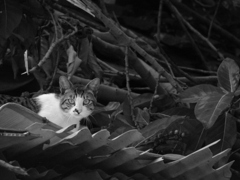 廃屋の猫
