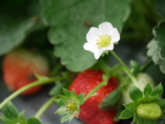 いちごの花