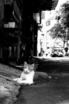 番猫