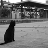 電車を待つ猫