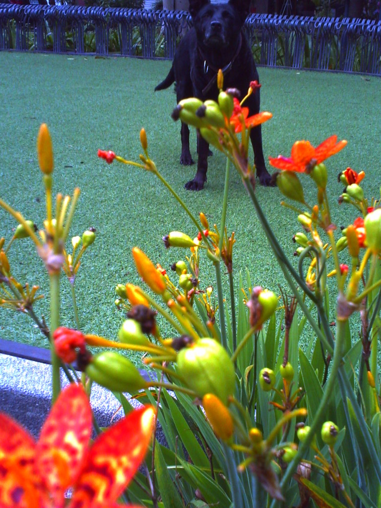 花と写る
