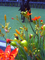 花と写る
