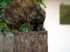 気になる中身