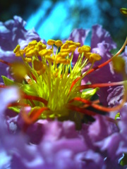 ハリネズミで秋の花