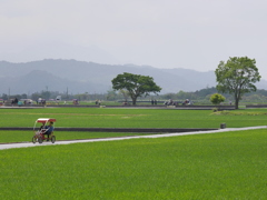 台東池上の初夏