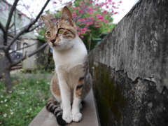プラットフォームわきの桜と