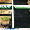 あみだ犬