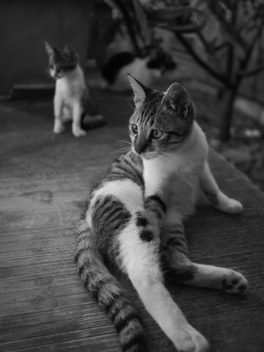 なにを見る