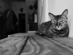 床屋の猫