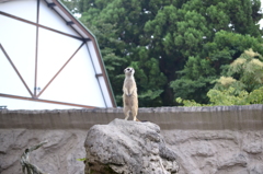 聳え立つ
