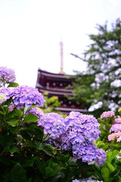 紫陽花と五重塔