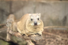 見つめる