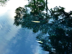 忍野八海の湧池