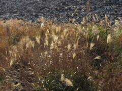 海岸のすすき