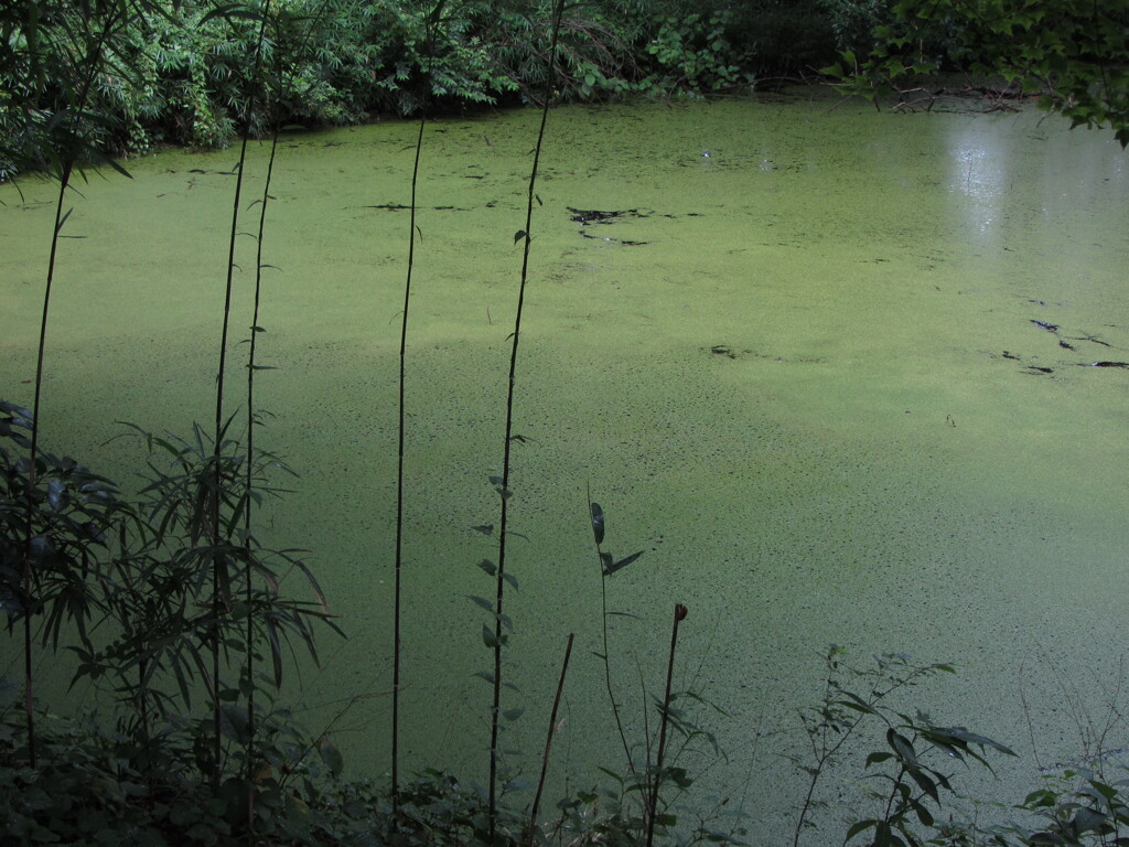 緑に染まった池