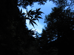 暗くなっていく森の中で