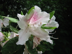 散歩途中のお花たち*****