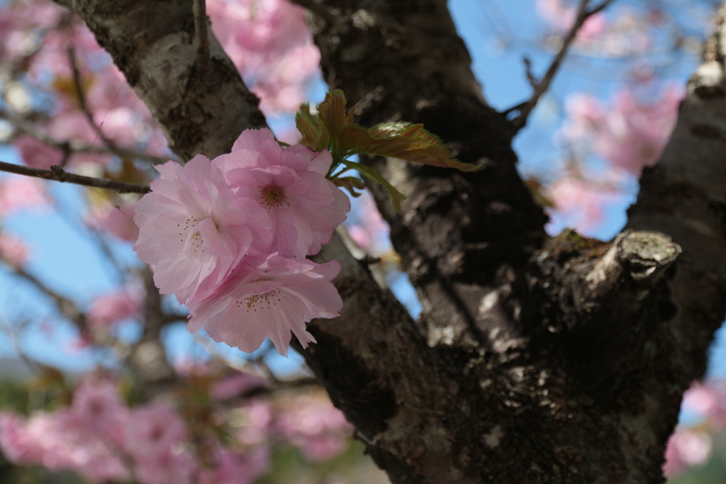 桜