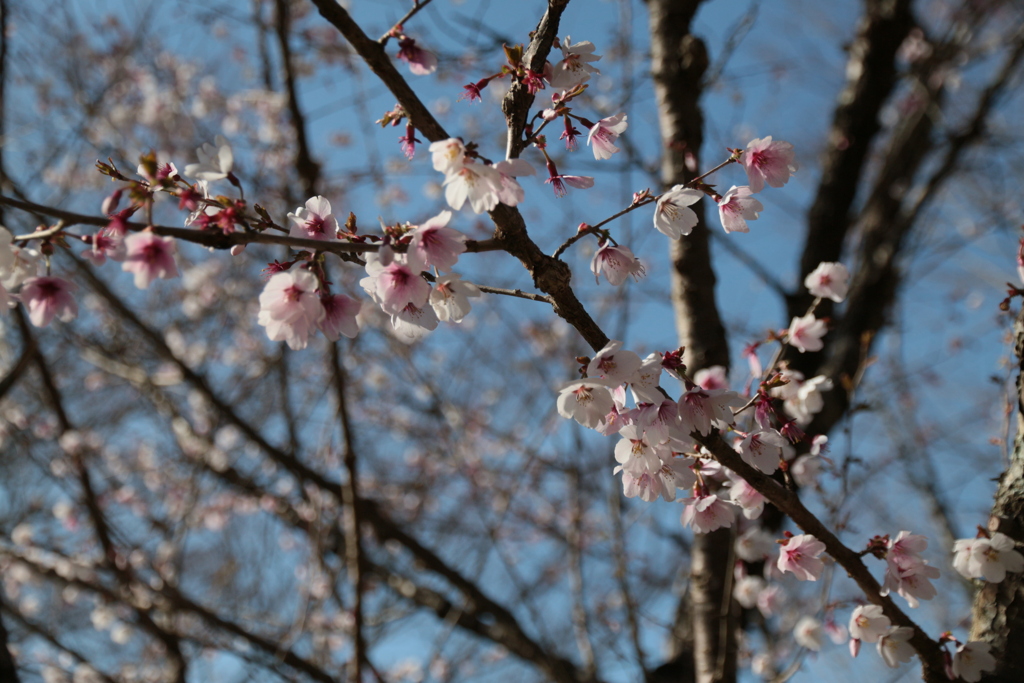 桜