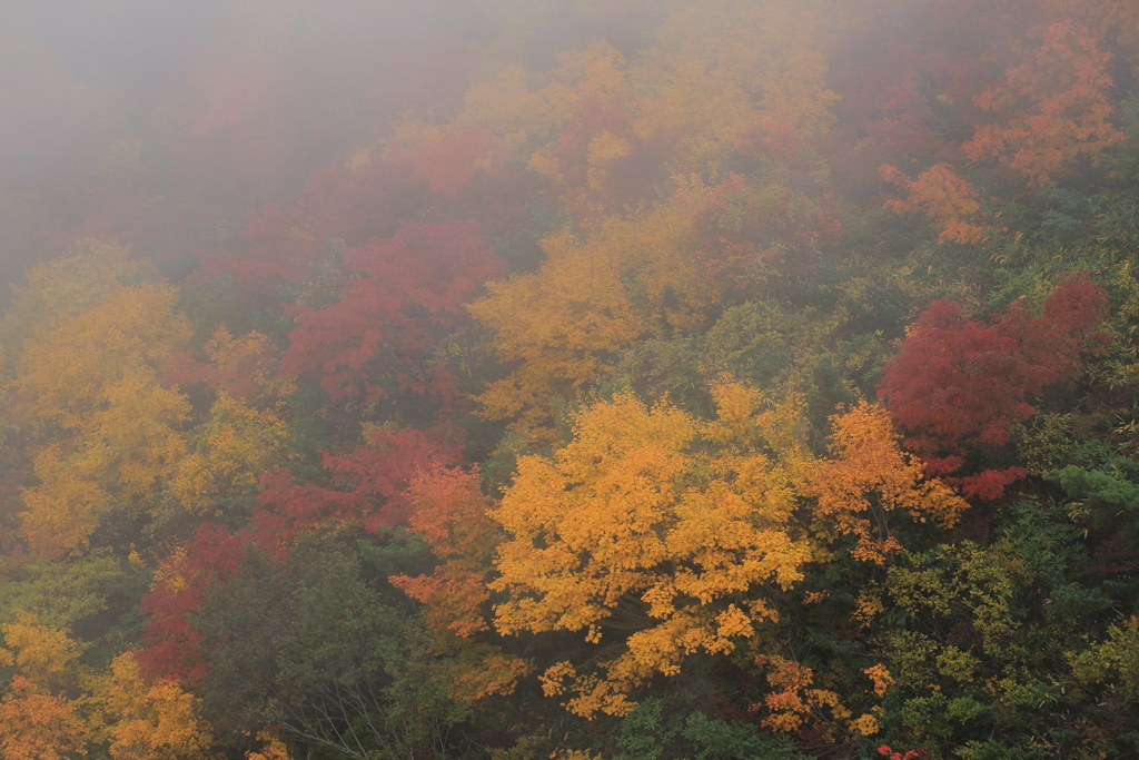 霧の中の秋色