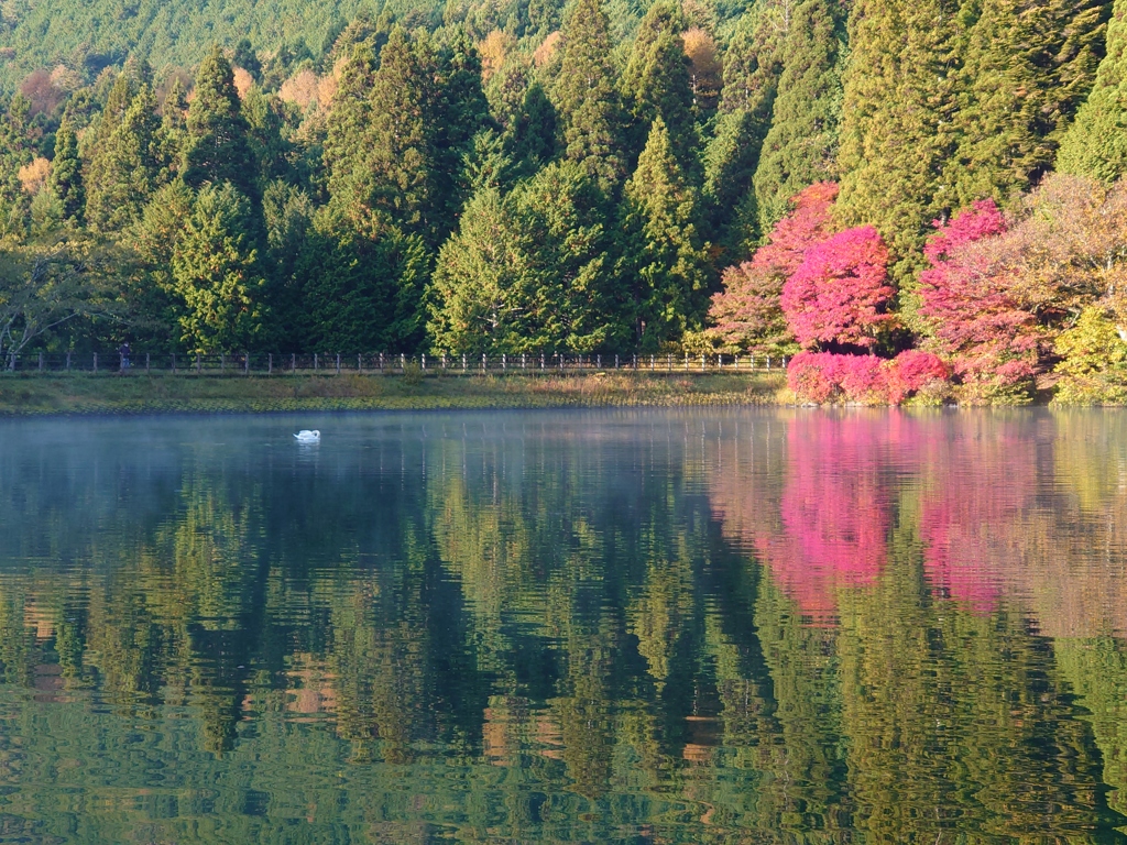 白鳥と湖と紅葉