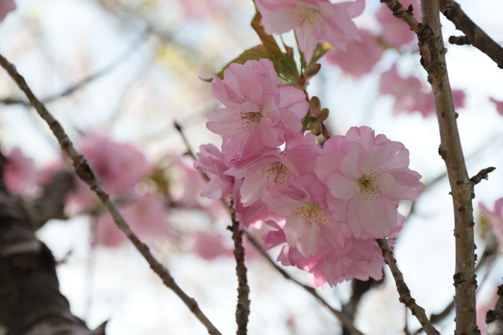 桜