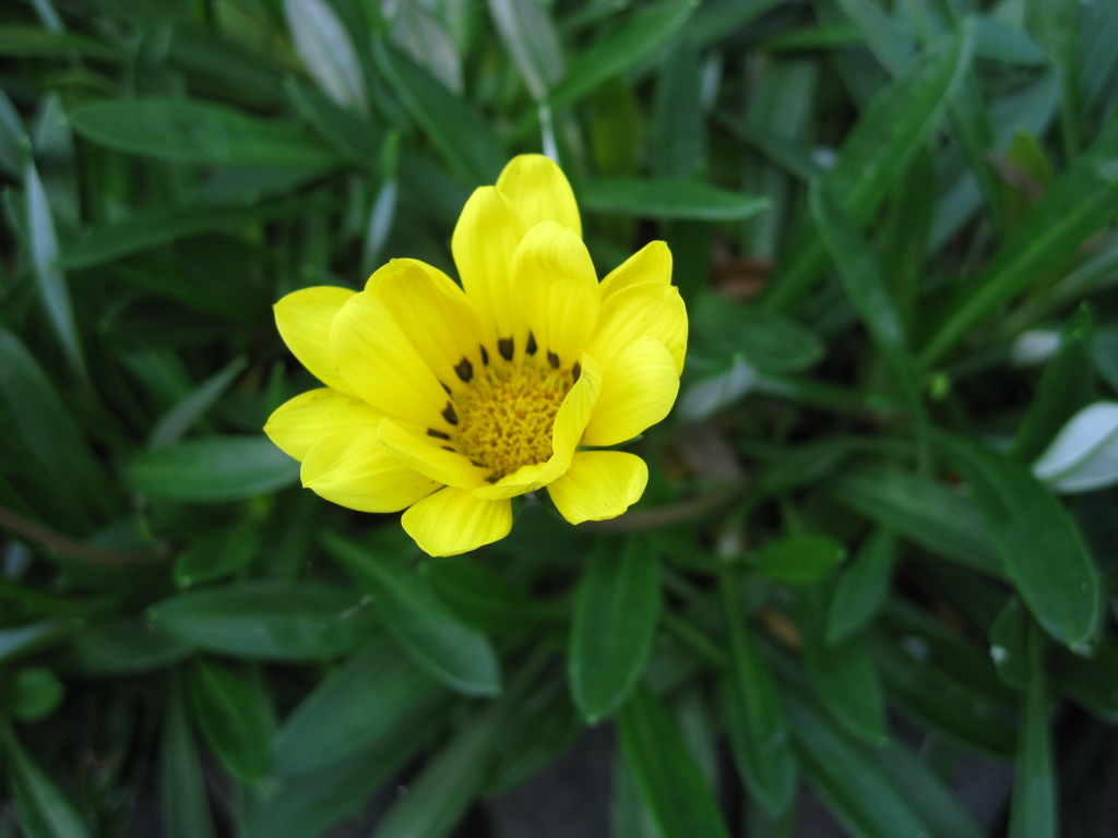 お花。