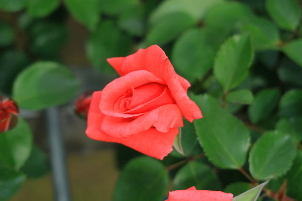 真っ赤な薔薇