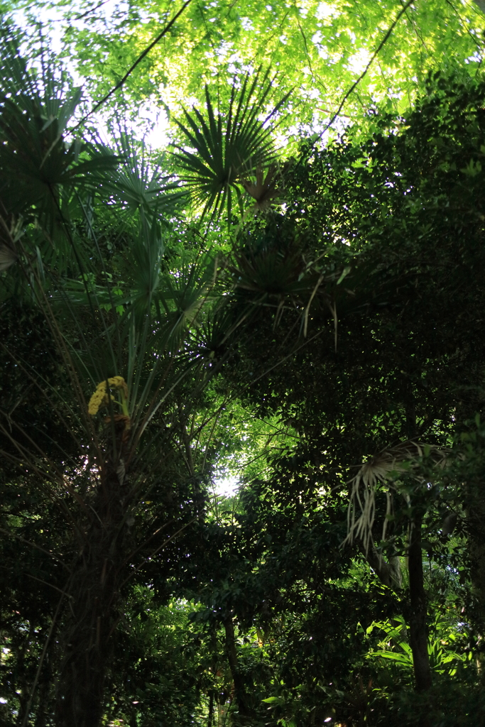 Welcome to the Jungle