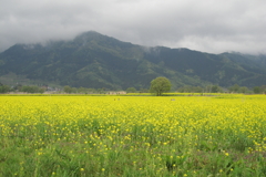 広大な菜の花畑