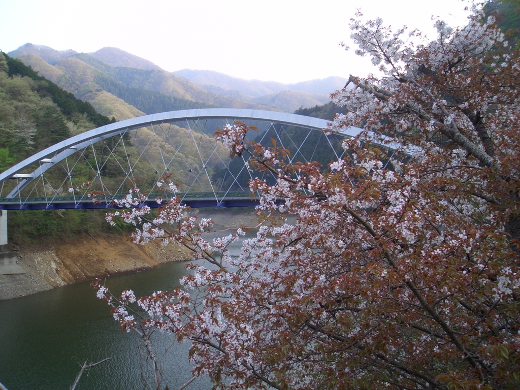 桜もほどんど終わりかな